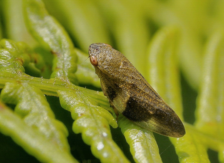 Philaenus spumarius o altro ?[ Aphophora alni dalla Corsica]